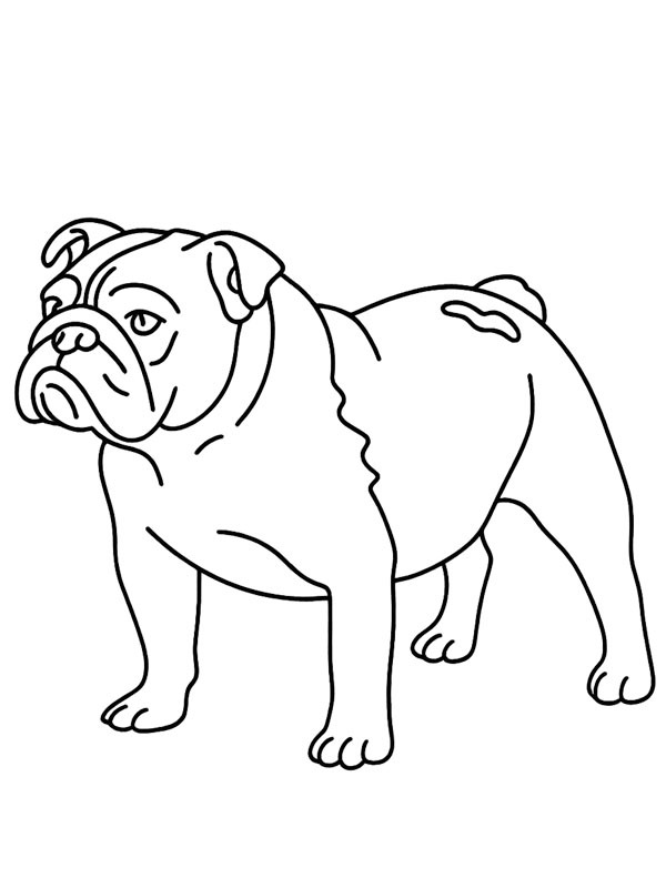 Engelse buldog kleurplaat Engelse buldog kleurplaat