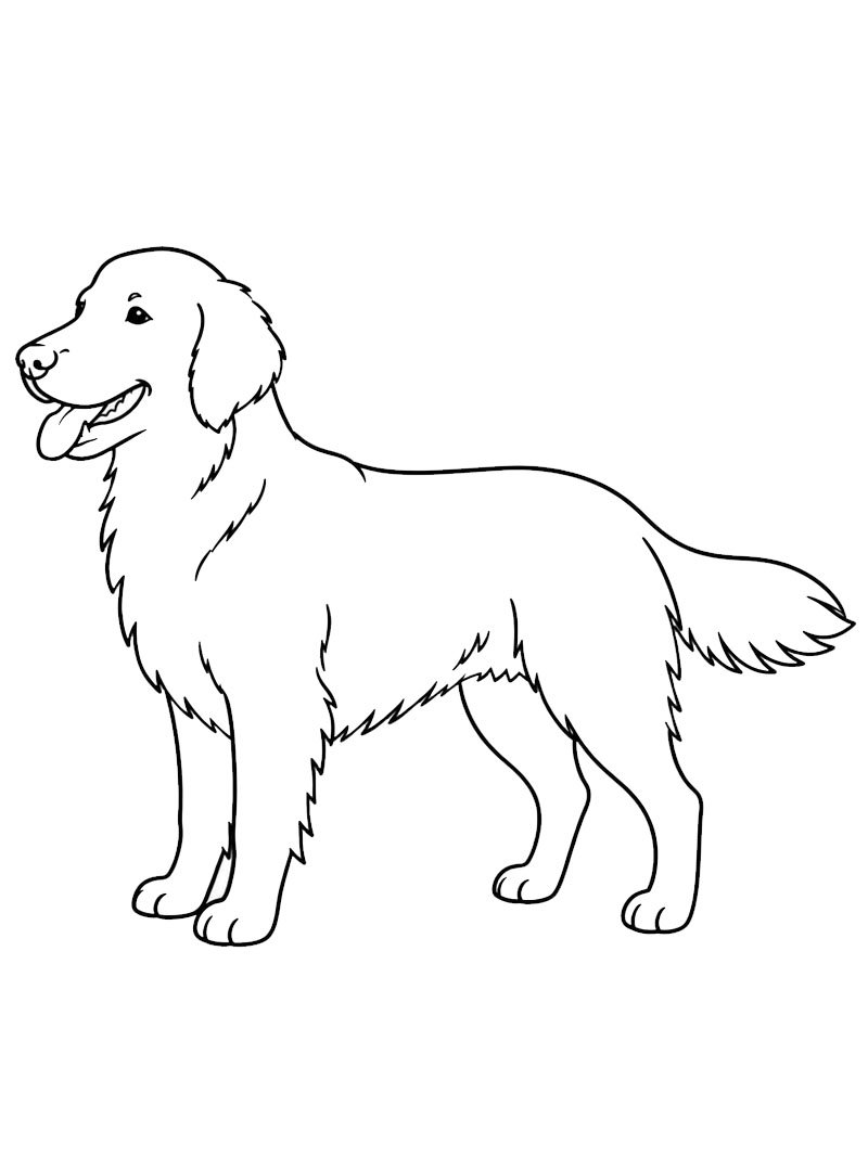 Flat-coated retriever kleurplaat Flat-coated retriever kleurplaat