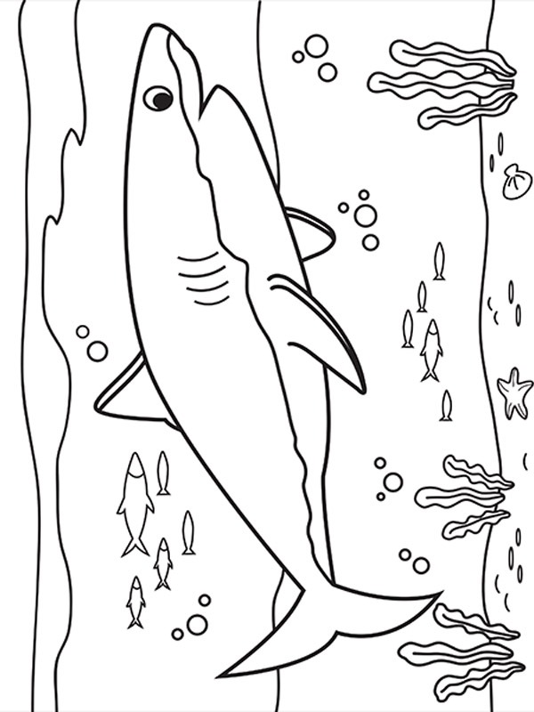 Haai Kleurplaat