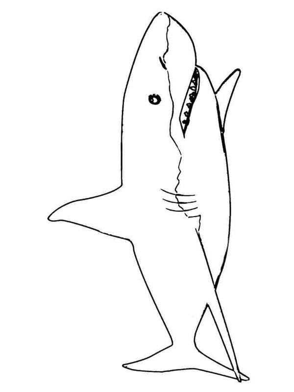 haai Kleurplaat