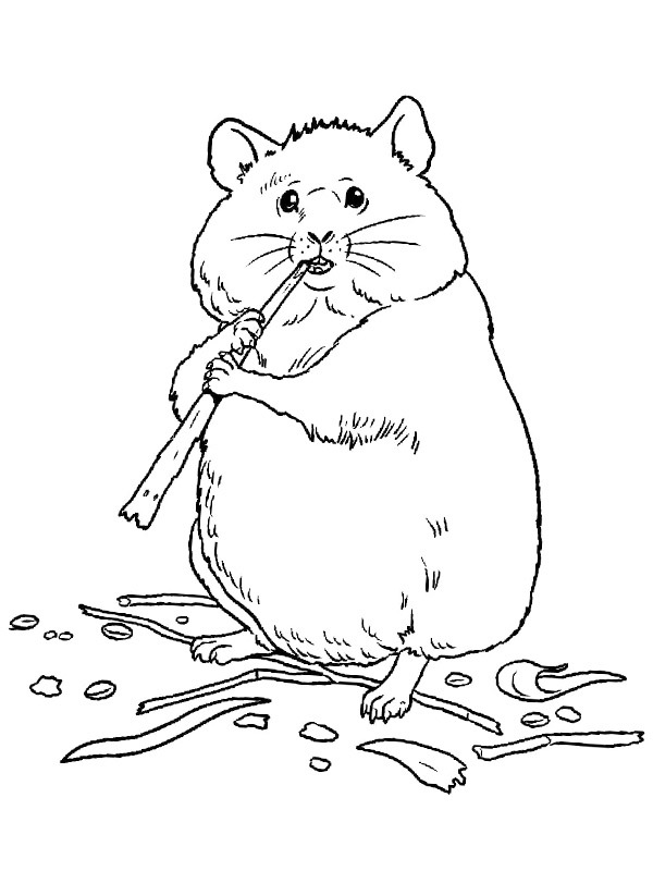 Hamster eet Kleurplaat