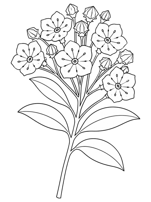 Kalmia kleurplaat