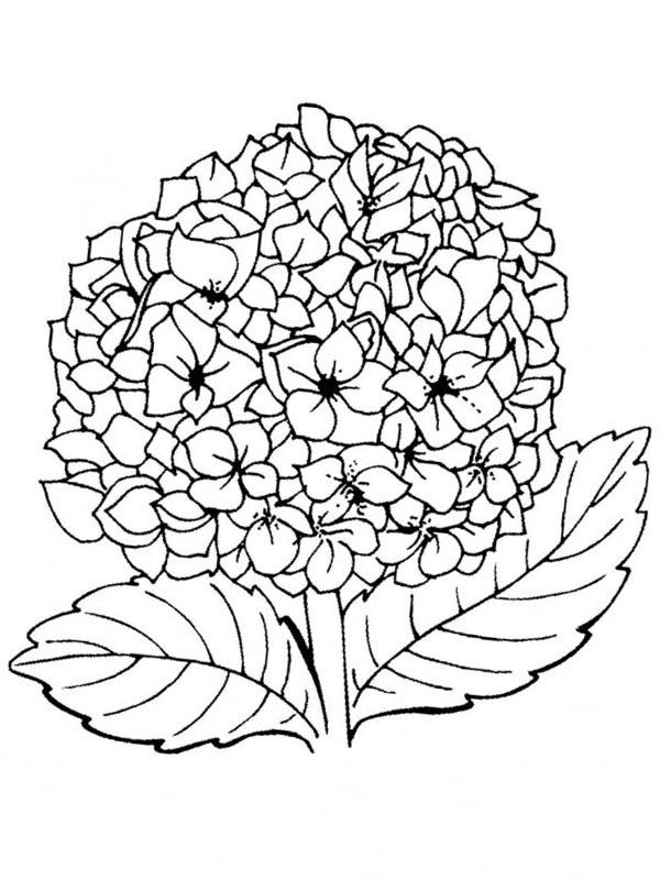 Lila bloem Kleurplaat