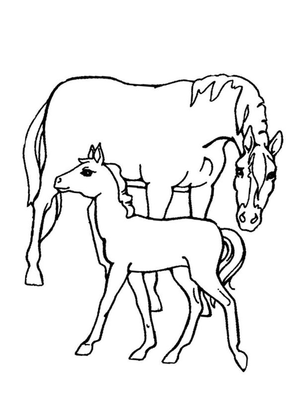 Paard en veulen Kleurplaat