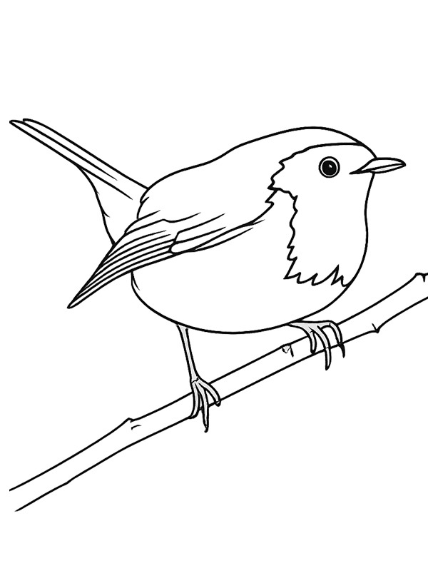 Roodborst kleurplaat Roodborst kleurplaat
