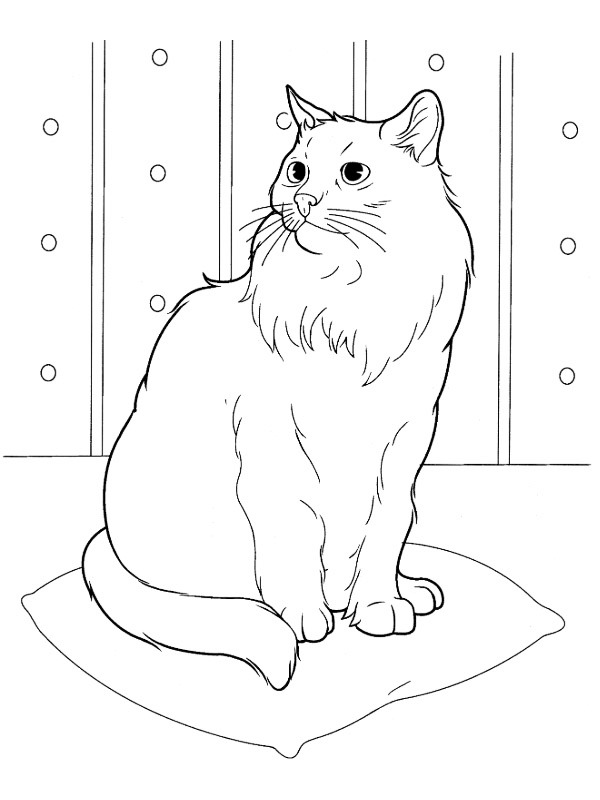 Siberische kat Kleurplaat