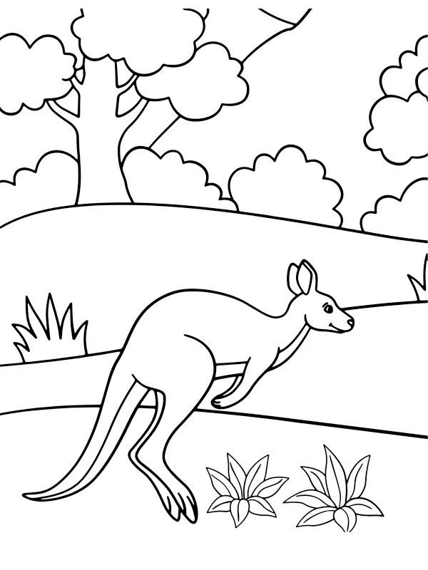 Springende kangoeroe Kleurplaat