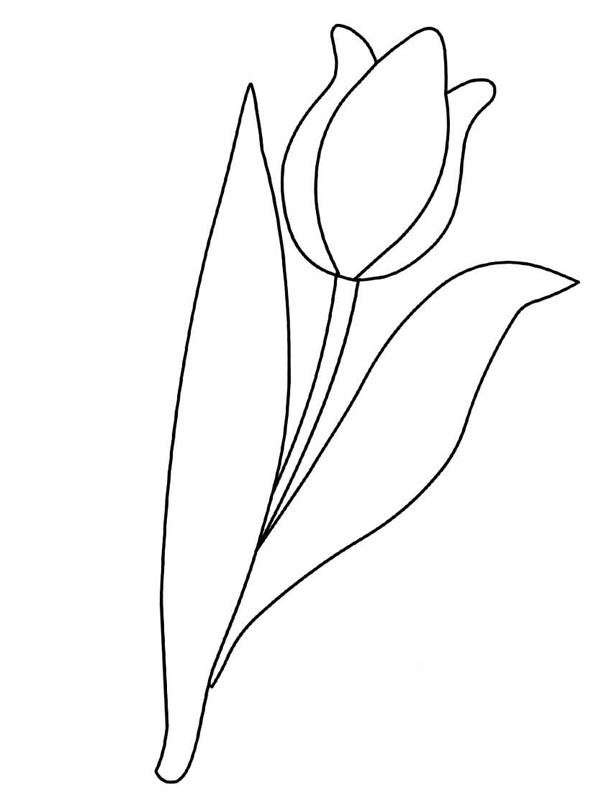 Tulp bloem Kleurplaat