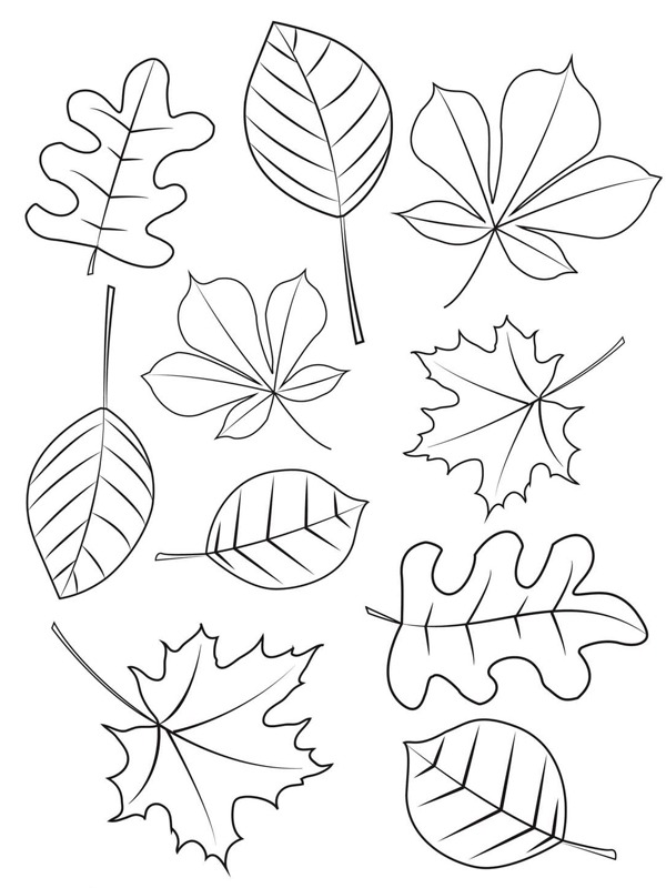 Verschillende herfstbladeren Kleurplaat