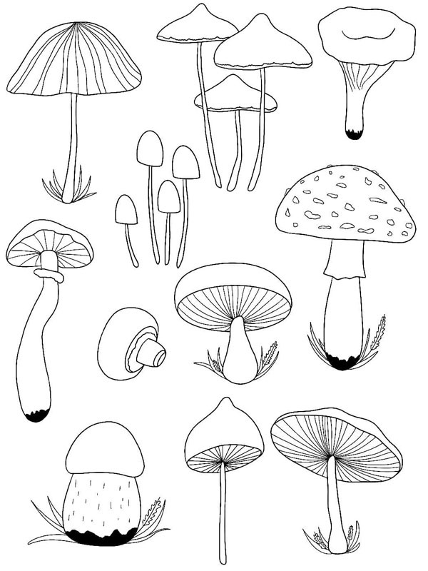 Verschillende paddenstoelen Kleurplaat