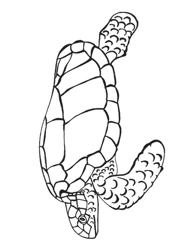 zeeschildpad Kleurplaat