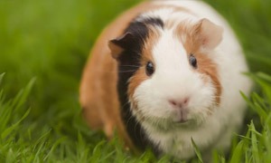 Cavia