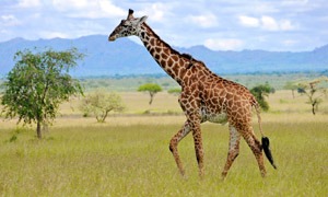 Giraf