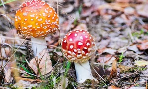 Paddenstoelen