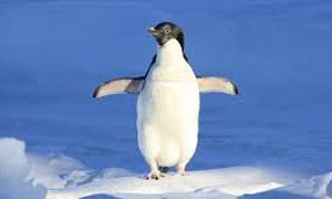 Pinguin