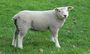 Schaap